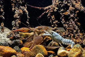 Riverbed Prints: Two Austropotamobius pallipes, or European crayfish