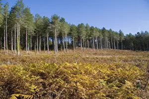 Ferns Prints: Autumn autumnal bracken Britain British commercial conifer coniferous Dorset Egdon Heath England English Europe