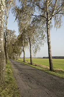 Birch Tree Prints: Autumn birches on a local road against the background of the blue sky in Poland