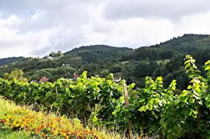 Vines Prints: The autumn at the castle Windeck Black Forest Germany