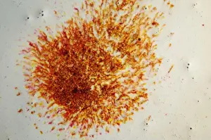 Autumn Leaves Prints: Autumn colors flow. Groceries