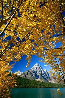 Appeal Prints: Autumn Colors with Mount Chephren at Waterfowl Lake Banff National Park Alberta Canada