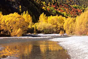 Willow Prints: Autumn Colours Arrow River Arrowtown near Queenstown New Zealand