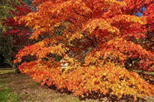 Gloucestershire Prints: Autumn colours at Batsford Arboretum - an acer beside the Thatched Cottage