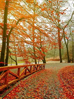 Sunbeams Prints: Autumn. Fall scene. Beautiful Autumnal park