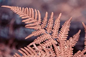 Ferns Prints: Autumn Fern Leaves in the forest. Fall seasonal background