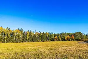 Rural Area Prints: Autumn field with tall trees in distance under clear blue sky in afternoon sunlight