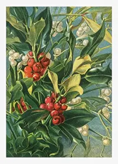 Spring Time Prints: Autumn Flowers. Seasonal illustration of The illustrated London Almanack (1845 to 1895)