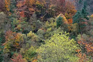 Julian Prints: Autumn foliage in the countryside of Basque country in Spain
