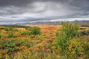 Yukon Prints: Autumn foliage in the Richardson Mountains on the Arctic Circle in the Yukon Territory