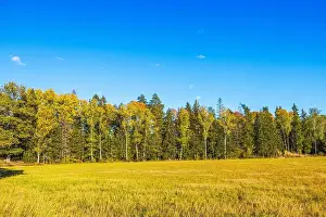 Autumn Forest Prints: Autumn forest with colorful trees under clear blue sky and golden grass field. Sweden