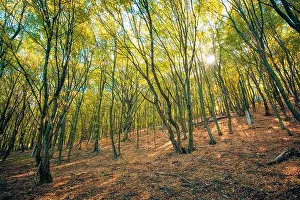 Autumn forest nature. Peaceful vivid morning in colorful forest with sun rays through branches of trees. Scenery of nature with sunlight