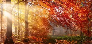Leafs Prints: Autumn in the forest, sunrays fall through mist and a beautiful red tree