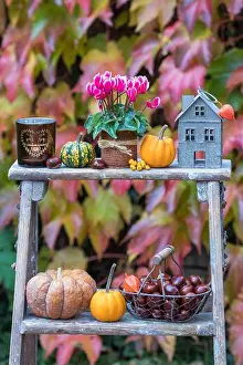 Thanksgiving Prints: autumn garden arrangement with pink cyclamen, pumpkins, chestnuts and table lanterns