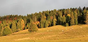 Orange Color Prints: Autumn landscape