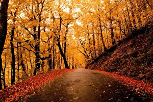 Leafs Prints: Autumn landscape with a beautiful road with colored trees