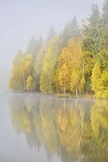 Autumn landscape in the mountains with trees reflecting in the water at St. Ana's lake, Romania