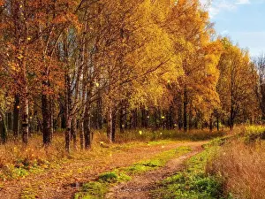 Autumn Leaves Prints: Autumn leaf fall. A path in a sunny autumn park with falling leaves