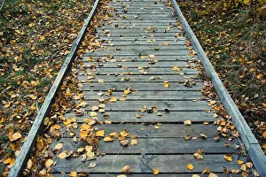 Planks Prints: Autumn Leaves on Wooden Pathway in Forest