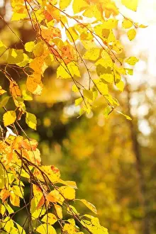 Defocused Prints: Autumn leaves of yellow color adorn the beautiful nature bokeh background