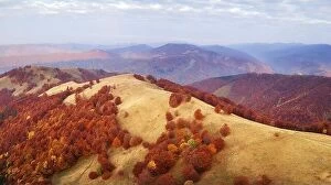 Images Dated 18th October 2019: Autumn mountains and red beech forest in the Carpathian mountains, Ukraine