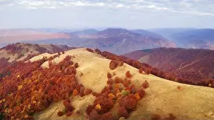 Autumn mountains and red beech forest in the Carpathian mountains, Ukraine. Aerial drone view on beautiful mountain landscape at sunrise
