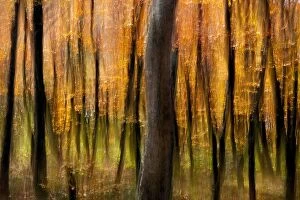 Forest Collection: Autumn Tree Blur on Mountains-to-Sea Trail, near Craggy Gardens - Asheville, North Carolina, USA