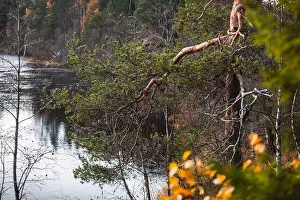 Wooden Ladder Prints: Autumn view of Oulanka National Park