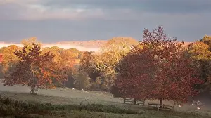 Autumn woodland around Darwell Reservoir on the high weald East Sussex south east England UK