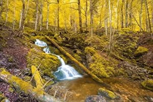 Images Dated 25th July 2017: Autumnal forest, rocks covered with moss, fallen leaves. Mountain river with waterfalls at autumn