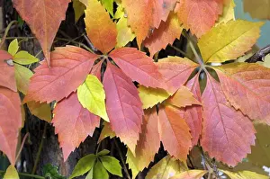 Autumnally Prints: autumnally discoloured wild wine, Parthenocissus tricuspidata