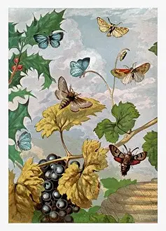 Spring Time Prints: Autumntime. Moths and Butterflies
