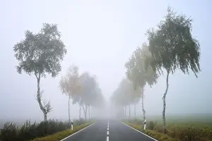 Country Road Prints: Avenue of thin birch trees along a country road on a gray foggy autumn day