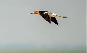 Avocet Prints: Avocet in Flight