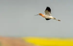 Avocet Prints: Avocet in Flight