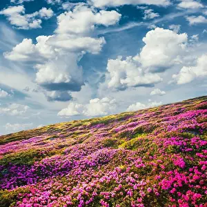Glade Prints: Awesome summer sunny landscape with fluffy clouds in blue sky
