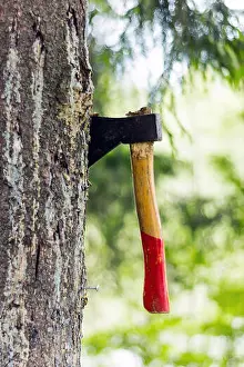 Sticking Prints: Ax chopped into a tree in the forest