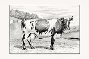 1887 Prints: Ayshire Cattle, Vintage cattle illustration of a cow from an 1887 livestock book