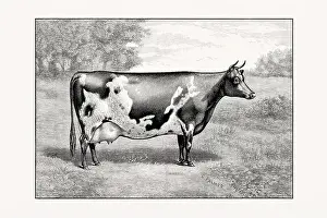 Ayshire Cattle, Vintage cattle illustration of a cow from an 1887 livestock book