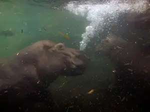 Hippopotamus Prints: baby and adult playing hippopotamus underwater hippo swimming close up looking at you