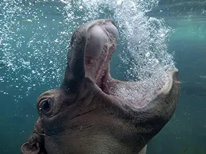 Hippopotamus Prints: baby and adult playing hippopotamus underwater hippo swimming close up looking at you open mouth bubbling breathing air