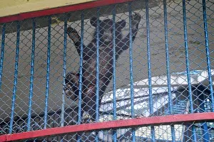 Dhaka Prints: Baby Bear seen in an enclosure in Dhaka zoo closed as a measure due to COVID-19 coronavirus pandemic in Dhaka