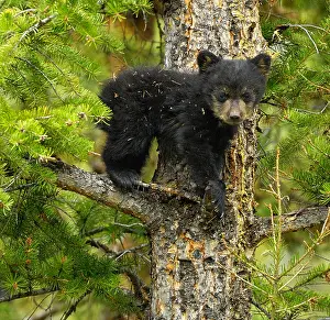 Yellowstone Prints: Baby Black Bear in a Tree