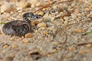 Cold Blooded Prints: A baby black racer snake in strike position - Coluber constrictor