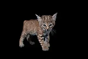 Diurnal Prints: Baby Bobcat Kitten isolated on black looking at the camera
