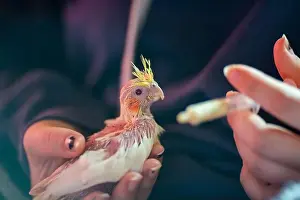Immature Prints: Baby cockatiel parrot being hand fed - hand raised bird pet, held in human hand, close up