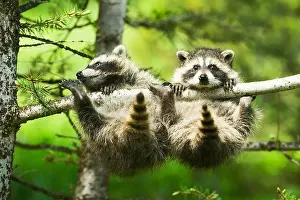 Raccoon Prints: Two baby Common Raccoons (Procyon lotor) precariously grasping a branch on a tree