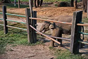 Herbivorous Prints: Baby elephant trying to escape through the fence in Chitwan National Park, Nepal