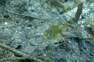 Bluegill Sunfish Prints: Baby Florida bluegill at bottom of a river