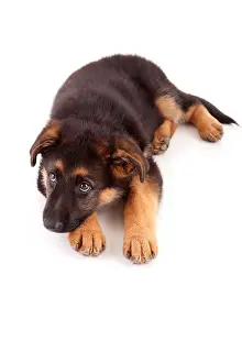 Alertness Prints: Baby german shepherd dog, isolated over a white background